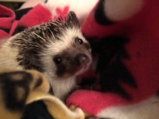 brambles-glamour-shot